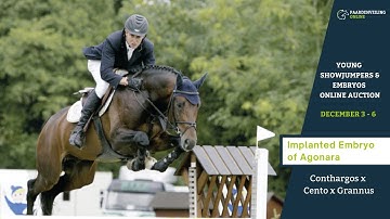 Implanted embryo from Conthargos x Agonara - Online Auction - Paardenveilingonline.com