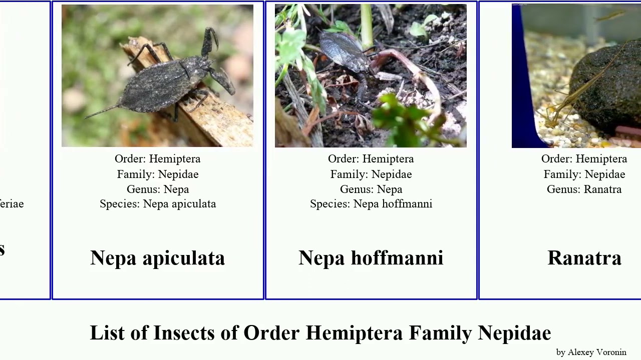 List of Insects of Order Hemiptera Family Nepidae scorpion chinensis linearis Ranatra Nepa Dream