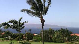 How to Trim a Palm Tree Maui Style