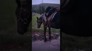 How horse breeding and training work Daily Work