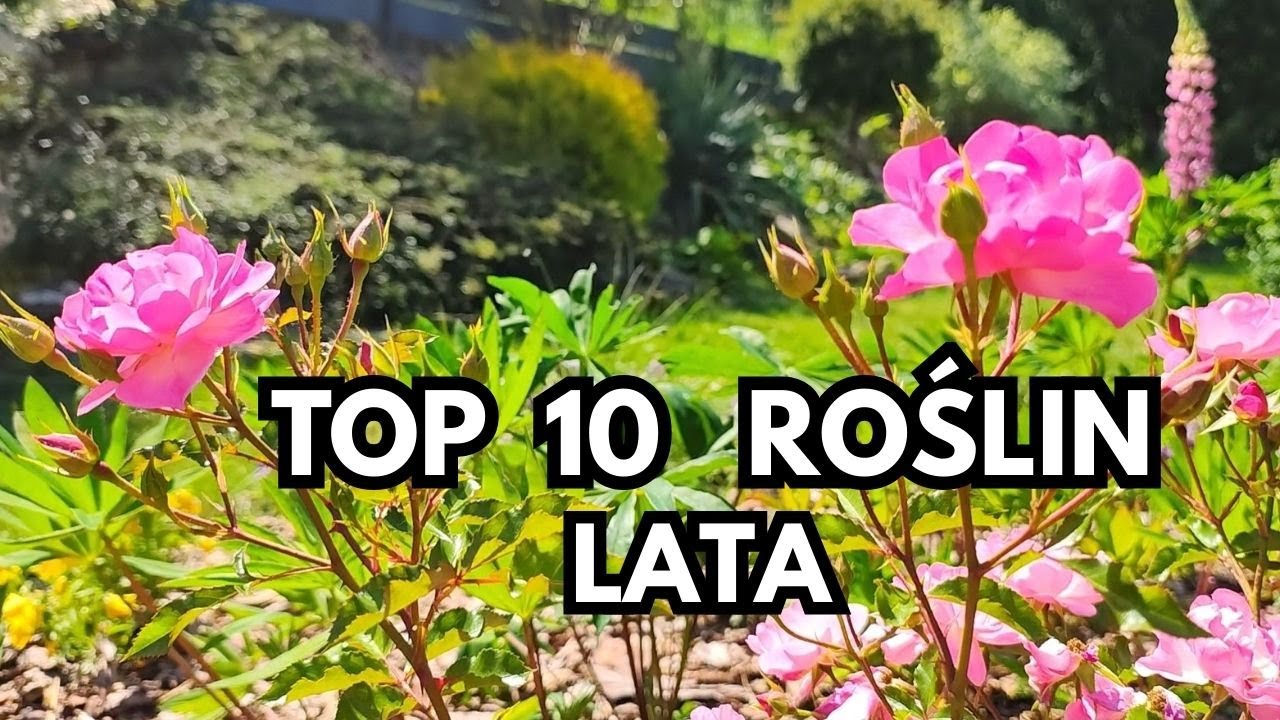 Najlepsze i proste w uprawie rośliny lata 2025