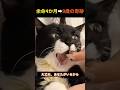 【奇跡の長寿】「短い命」と言われた猫プン。愛と献身で9歳を迎えた物語。
