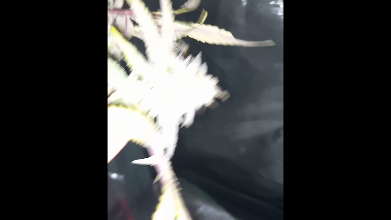 tropical Runtz from exotic genetix hung to dry