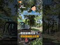 【地方】黑板樹轟然倒下... 居民驚喊房子在搖