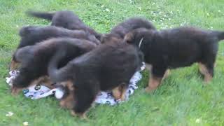 German Shepherd Puppies For Sale