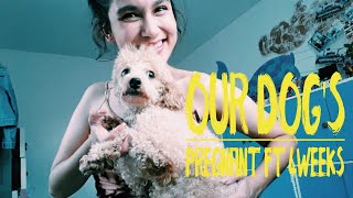 How to TAKE CARE of your Pregnant Dog / Poodles Edition