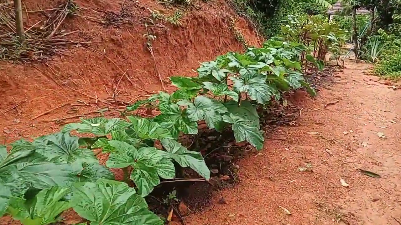 5 de dia de xuva ebom janeiro de 2026