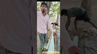 Day 3 Compost: Microbes Activate 🔥 | Inoculant Kit क्या है? (Gobar से खुद बनाओ)