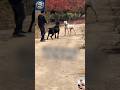 Dogo Argentino Vs Cane Corso Who Wins In The Wild
