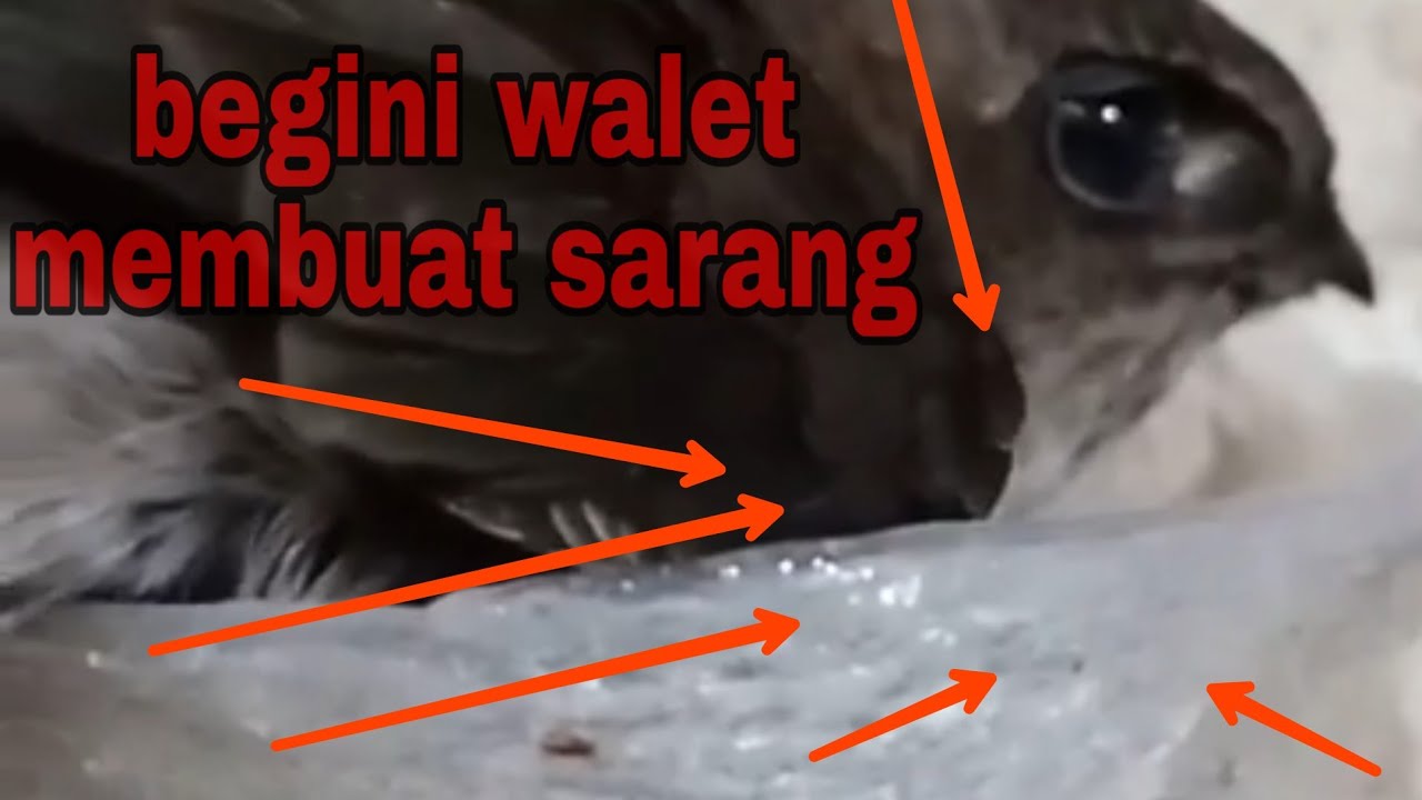 Terungkap!!! Begini cara burung walet membuat sarang 
