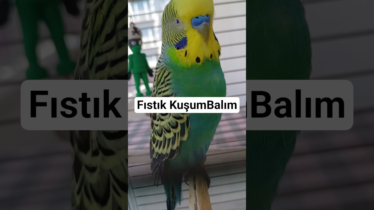 Fıstık Kuşum Balım #muhabbetkuşu #konuşankuş #konuşanmuhabbetkuşu #birds #budgies #talkingparot