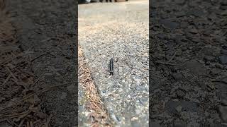 Centipede Crossing!