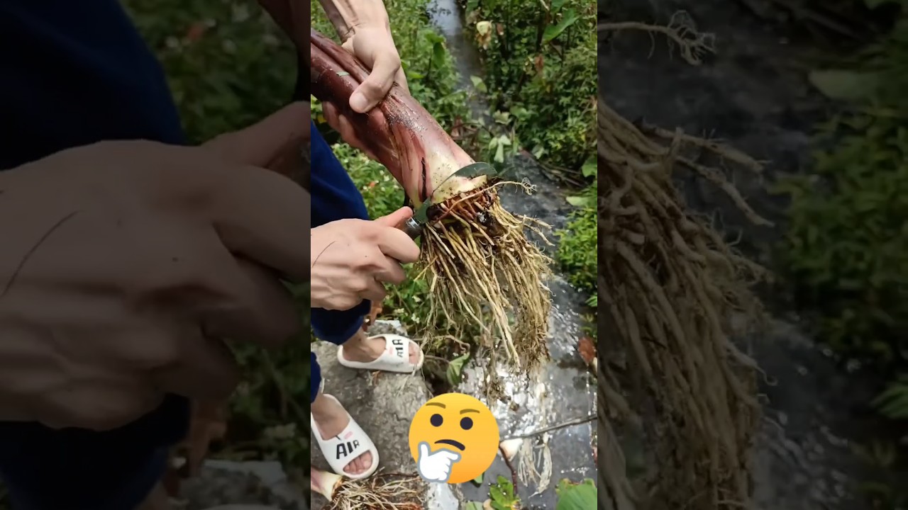 Taro abong kochu 🤤 Katai 