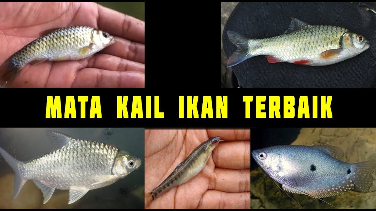 MATA KAIL Terbaik Untuk Ikan Beunteur, Wader, Sepat,Regis, WBMI Share