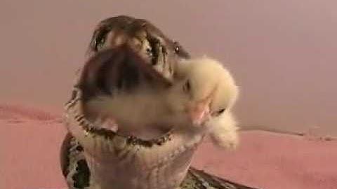 Snake / Python Eats Chick / Bird Alive