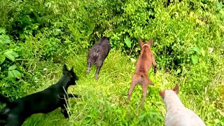 Tragedisungguh N3kat Babi Hutan Menerobos Keramaian