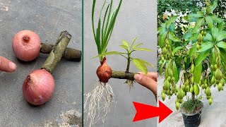 UNIQUE TECHNIQUE uses coca cola and onions to propagate super fast growing mango trees