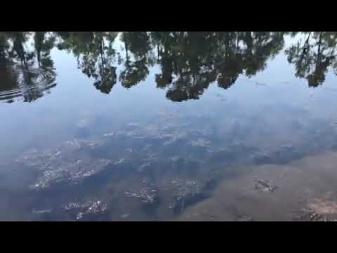 video phone beyonce mp3 Three dogs killed after exposed to toxic algae in North Carolina