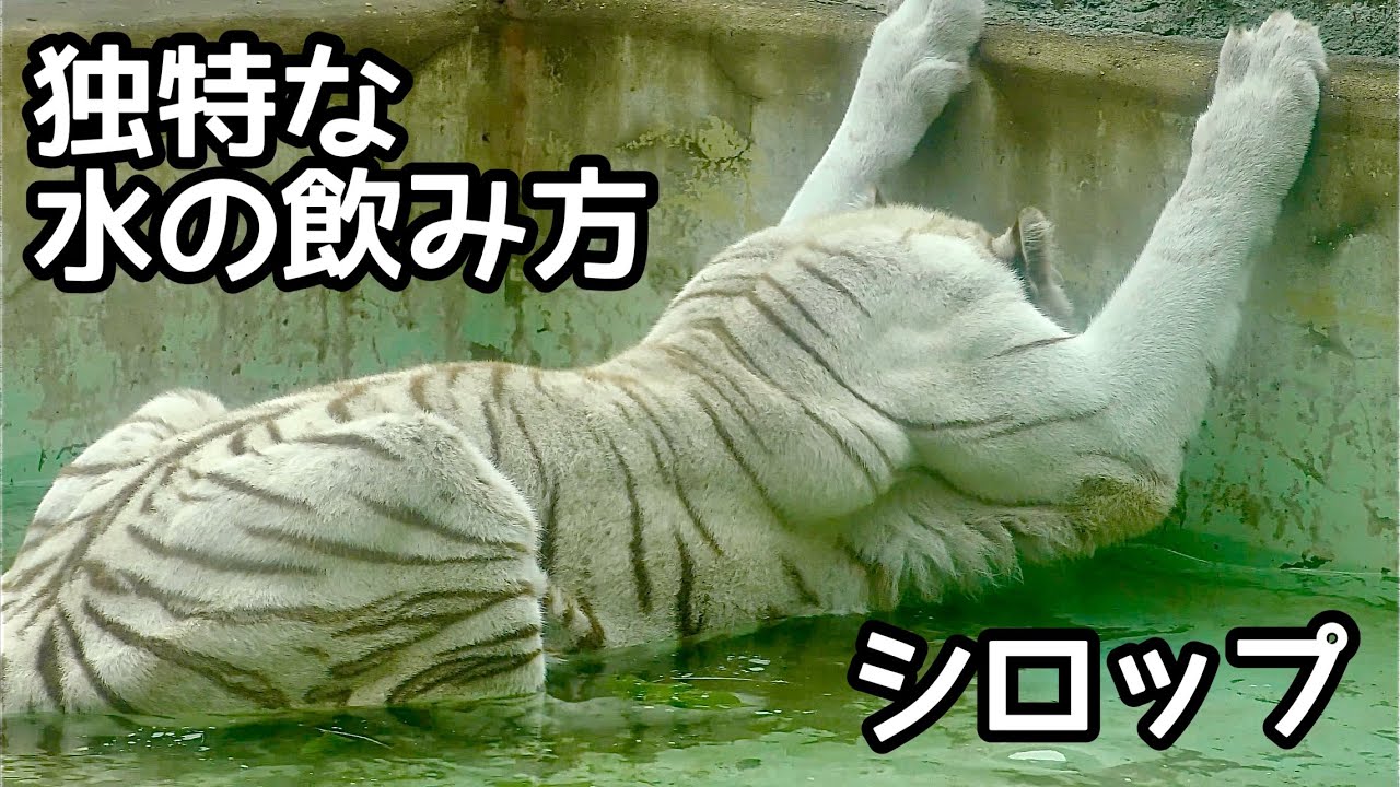 シロップママ　お水を飲んでツキシグの様子を見にいきます【伊豆アニマルキングダム】White tiger Syrup-chan Izu Animal Kingdom