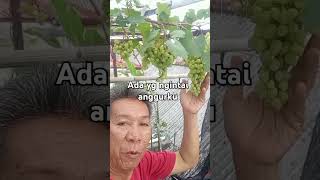 Ketahuan Ada Yang Mengendap Endap Intai Anggurku shorts