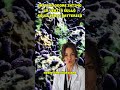 1 giugno 2026