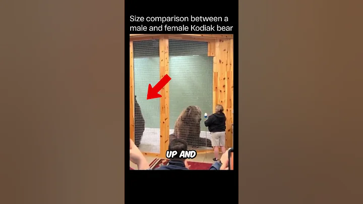 Male Kodiak Bear’s Size Will Shock You