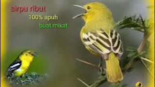 Suara pikat burung sirtu ribut100% ampuh anti zonk.