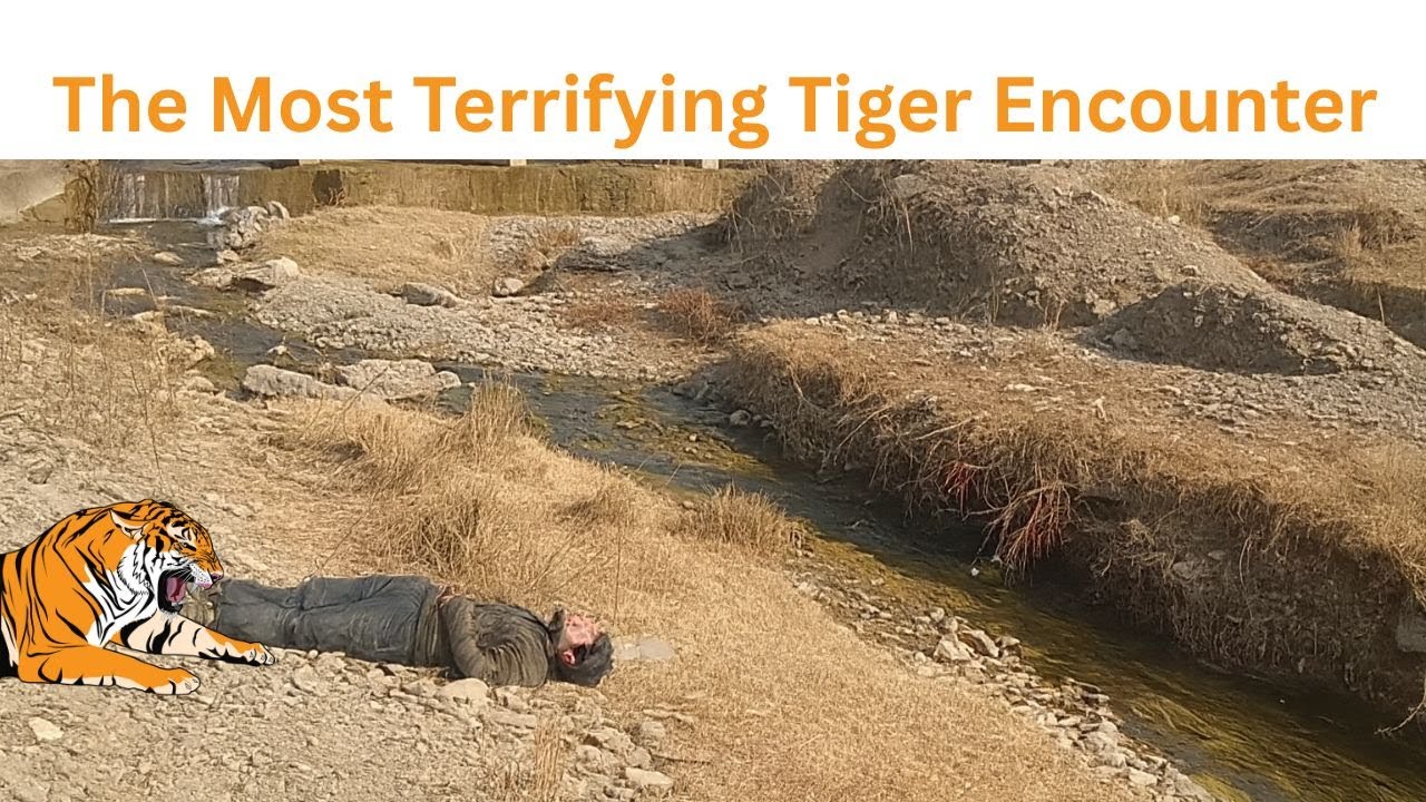 The Most Terrifying Tiger Encounter || 