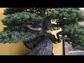 World bonsai convention