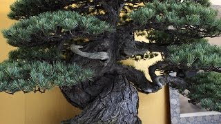 World Bonsai Convention