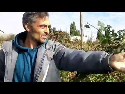 Обрезка ежевики 26 09 2016