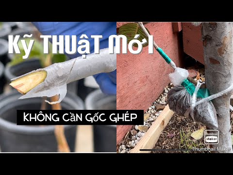 Video: Chăm sóc cây mật nhân Panamint - Tìm hiểu về cách trồng cây mật nhân