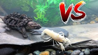 GODZILLA TURTLE EATS RARE WHITE LOBSTER CRAWFISH!  *EPIC BATTLE ROYALE*