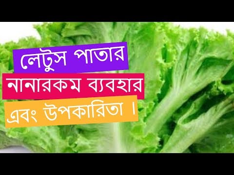 ভিডিও: লেটুস বিভিন্ন এবং ক্রমবর্ধমান