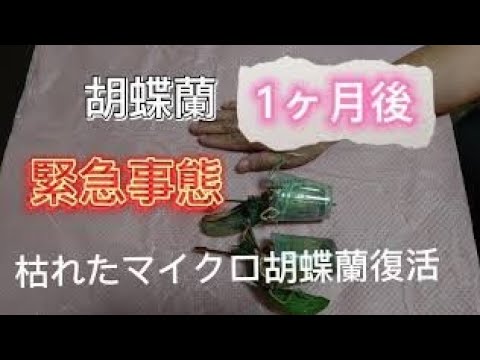 胡蝶蘭 緊急事態 枯れたマイクロ胡蝶蘭復活なるか 3週間後 Youtube