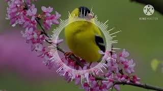 Kiliye Kiliye (trap Bass Booster)