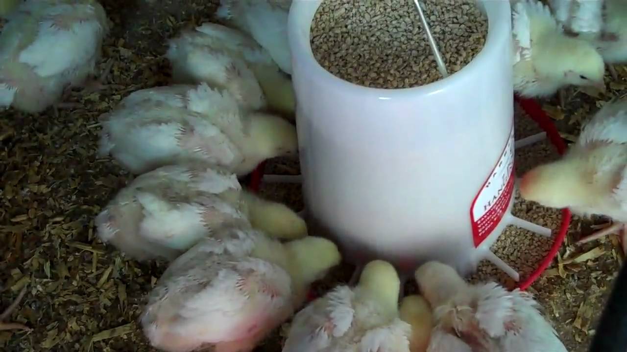 Baby Chicks 2 - Real Farmville