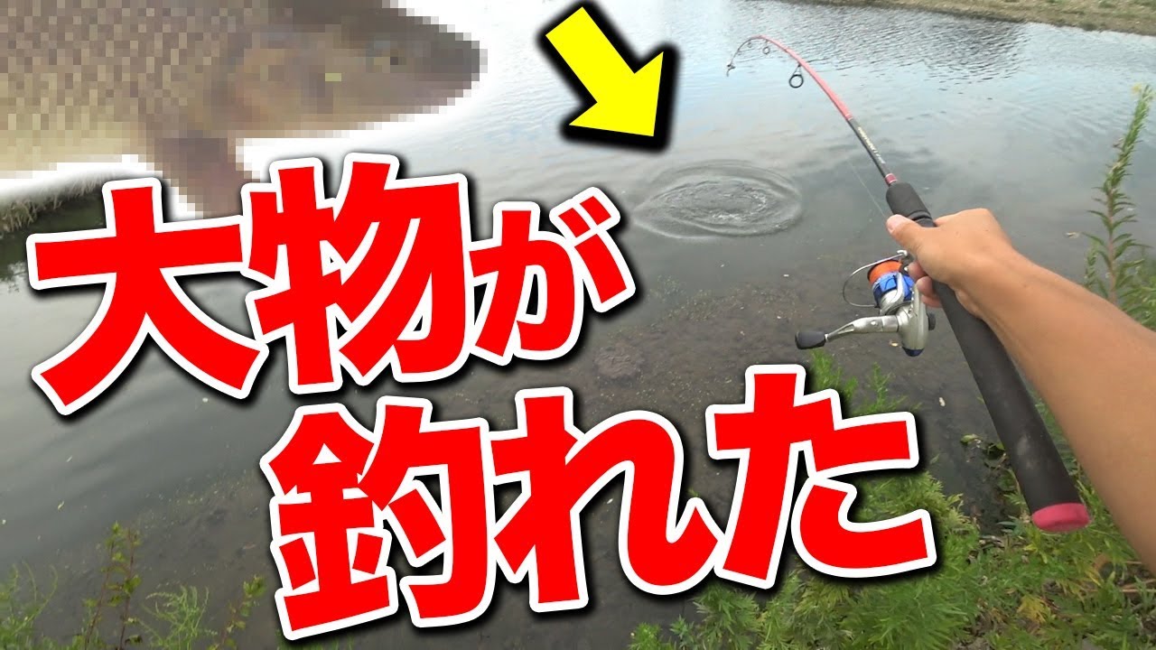 魚釣り 川に釣りに行ったら大物が釣れた 19 8 25 Youtube