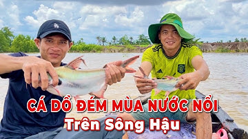 Chinh Phục CÁ DỒ ĐÉM mùa nước nổi trên sông hậu.#longphuquetoi