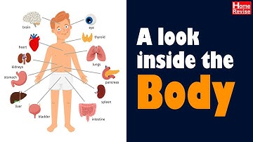 A look inside the body | Class 4 | EVS I | English Medium | Maharashtra State Board | Home Revise