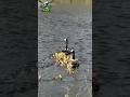 Canadian goose enjoy with family #duckhunting #goose #canadian #goosehuntimg #shortvideo