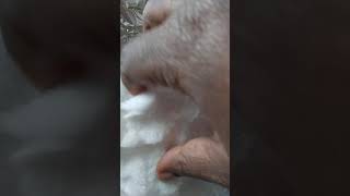 Asmr 😍 blended bagged ice and blended carbonated ice 😋👍