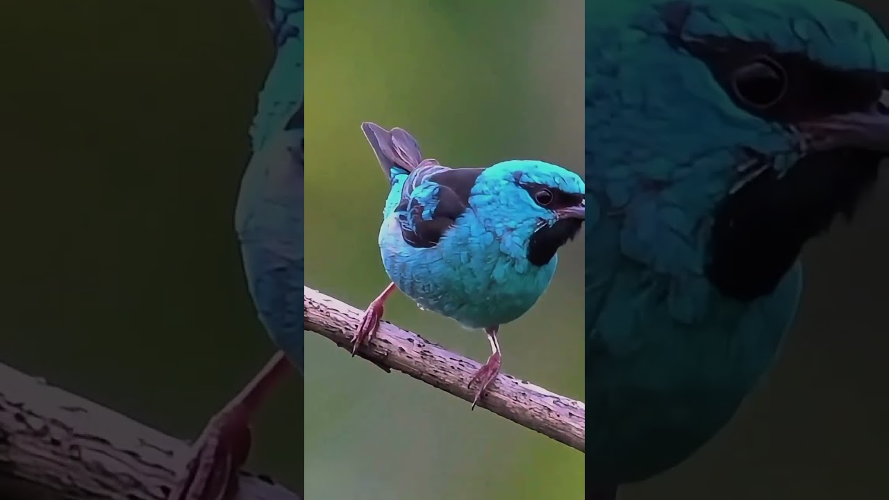 Blue Dacnis (turquoise honeycreeper) 