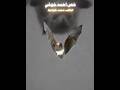 مرت على الخفاش مليكة الفراش بصوت أسامة الواعظ أناشيد Cupcut مرت على الخفاش مليكة الفراش بصوت أسامة الواعظ أناشيد Cupcut