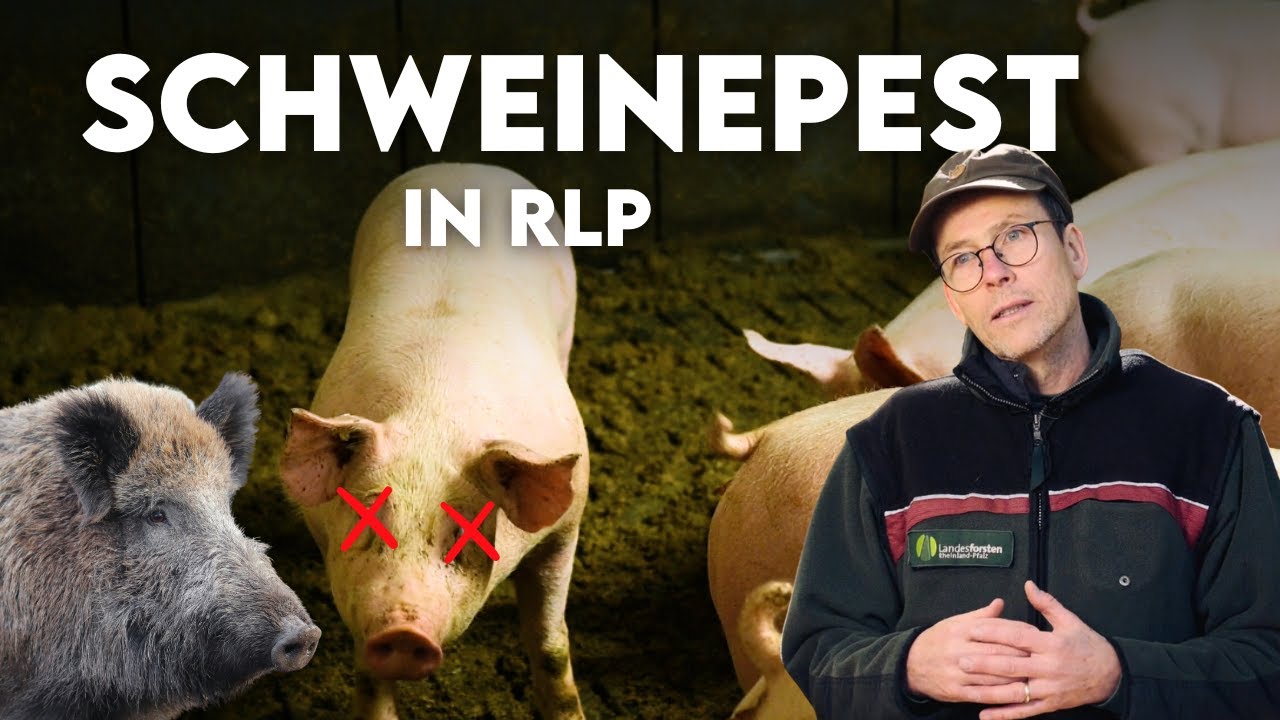 JAGD- und BETRETUNGSVERBOT: Das passiert bei Afrikanischer Schweinepest (ASP) - Forst erklärt