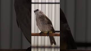 Download Lagu Masteran Trucukan Gacor ROPEL PANJANG Ampuh Untuk Pancingan Trucuk Agar Cepat Menaikkan GACOR 78 MP3