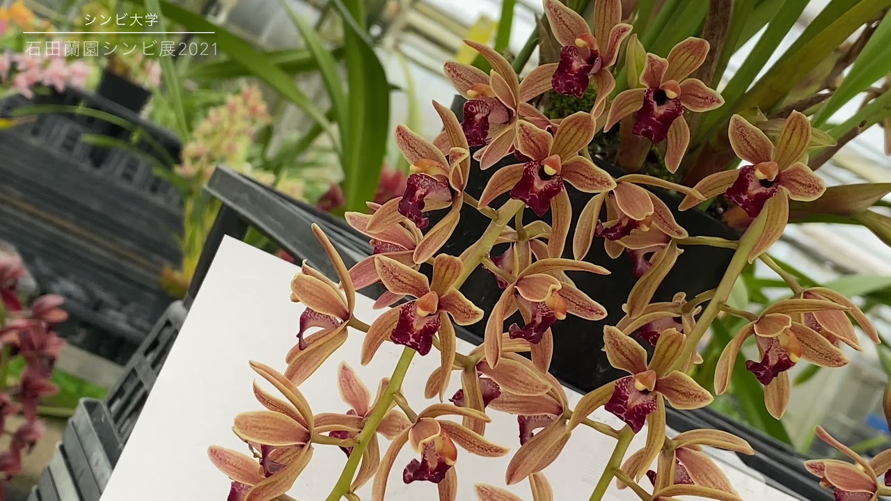 【学園祭】石田蘭園シンビ展2021