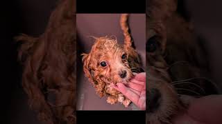Jaxin 🩵 Toy Cavapoo He had his first bath & went to his New Family #puppy #cavapoo