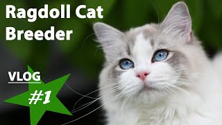 Ragdoll Cat Breeder Vlog 1