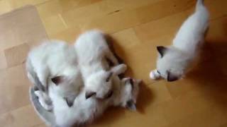 3 minuty z życia małych ragdolli / 4week Ragdoll kittens | Hodowla Kotów Rasowych Ragdoll